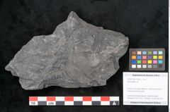 Foto (Objekt + Etikett) von Neuropteris sp.  (NHMW-GEO-2024-0188-10680)